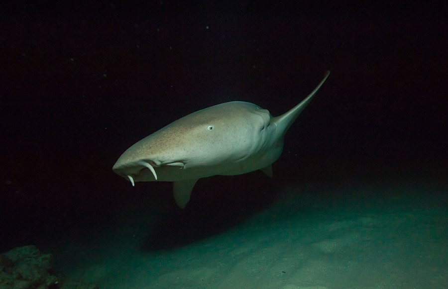 unterwasserfotografie tauchsafari nautilus malediven